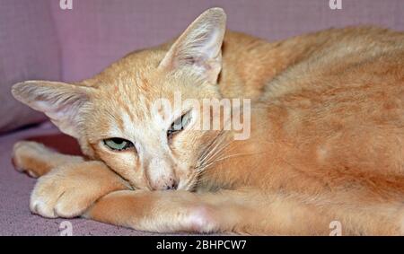 Orientale/Siamese rosso macchiato tabby Cat Foto Stock