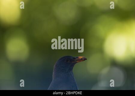 Un ricattolo (Turdus merula) fotografato nel mio giardino durante la quarantena del Covid-19 in Spagna Foto Stock