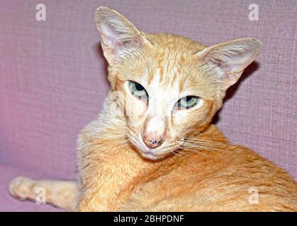 Orinetal?Siamese rosso macchiato tabby gatto Foto Stock