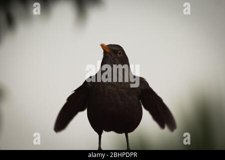 Un ricattolo (Turdus merula) fotografato nel mio giardino durante la quarantena del Covid-19 in Spagna Foto Stock