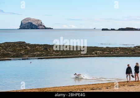 North Berwick, East Lothian, Scozia, Regno Unito. 27 aprile 2020. UK Weather: Una giornata tranquilla e luminosa dopo una giornata molto ventosa di ieri. Nonostante il clima calmo, le spiagge sono quasi vuote durante la chiusura. La piscina di balneazione di marea e il Firth of Forth di fronte alla colonia di gannet di Bass Rock sono ancora come un cane spruzza in acqua per inseguire un bastone sulla spiaggia Est a Milsey Bay Foto Stock