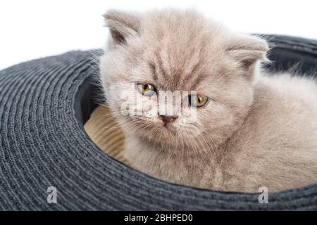 Simpatico gattino mensile di razza purea britannica, su sfondo bianco, in un Panama d'estate. Foto Stock