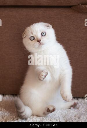 Un gattino scozzese bianco bello è seduto sulle sue gambe hind. I zampe anteriori vengono sollevati. Foto Stock