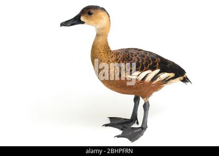 L'anatra fischiante (Dendrocygna arcuata) o anatra di albero isolato su sfondo bianco Foto Stock