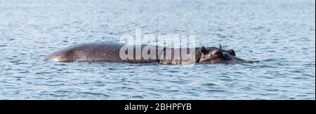 Hippo (per lo più sommerso) avvistato nel Parco Nazionale di Chobe, Botswana Foto Stock