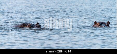 Hippo (per lo più sommerso) avvistato nel Parco Nazionale di Chobe, Botswana Foto Stock