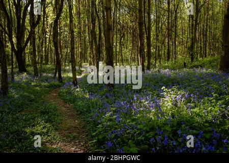 Un sentiero attraverso i boschi in una giornata di sole dove Bluebells sono in fiore. Foto Stock