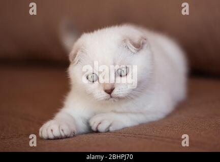Closeup di simpatico gattino seduto e sorridente a letto. Foto Stock