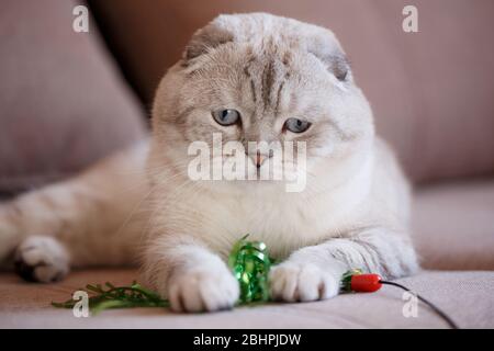 Un gatto ripubled sta giocando con un giocattolo su un divano marrone a casa. Foto Stock