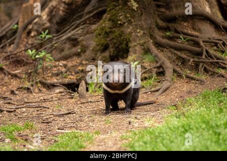 Diavolo della Tasmania in Australia Foto Stock