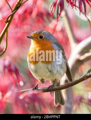 Erithacus rubecula - European Robin - arroccato in acer albero in primavera giardino - UK Foto Stock