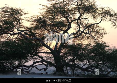 Albero della vita (specie Prosopsis cineraria) al tramonto, Regno del Bahrain Foto Stock