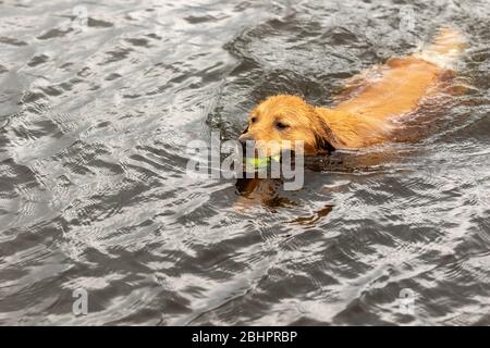 Un cane che preleva una palla da tennis in un lago Foto Stock