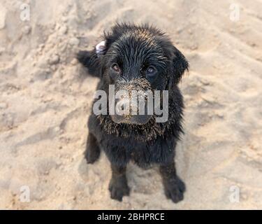 Un cucciolo di terranova su una spiaggia sabbiosa Foto Stock