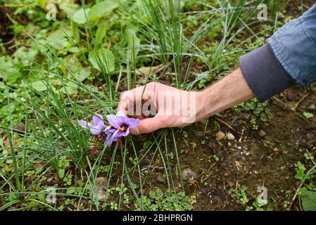 Uomo che scende a raccogliere i fiori di zafferano viola, Crocus sativus, crescendo all'aperto in un campo coltivato per il loro ricercato filamento rosso costoso Foto Stock