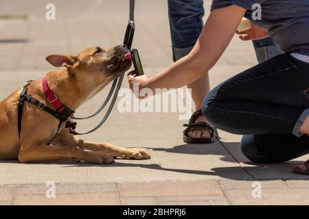 Una donna che scatta una foto di un cane con uno smartphone Foto Stock