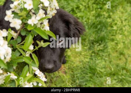 Un cucciolo di terranova che esce dai fiori di granchio Foto Stock