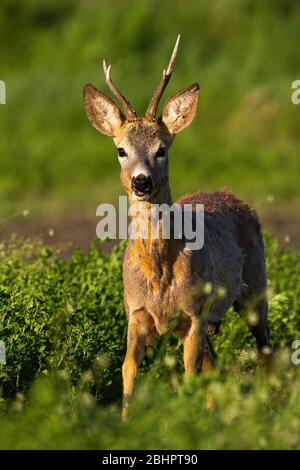 Elegante capriolo che si avvicina dalla vista frontale in calda luce arancione in primavera Foto Stock