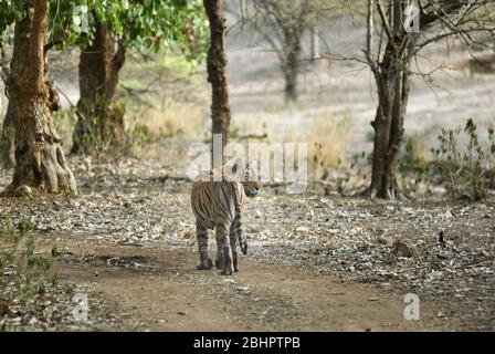 Bengala Tigress Machali prowling vicino nalghati zona di Ranthambhore, foresta, India. Foto Stock