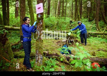 Ricercatori del campo di raccolta di campioni di capelli per un DNA scientifica studio circa gli orsi grizzly nel grande orso nella foresta pluviale, nella British Columbia, Canada. Foto Stock