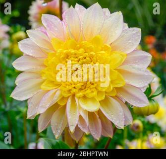 Primo piano di una singola testa di fiori di Dahlia gialla e bianca con gocce d'acqua sui petali di fiori Foto Stock