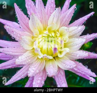 Primo piano di una singola testa di fiori di Dahlia rosa e bianca con gocce d'acqua sui petali di fiori Foto Stock