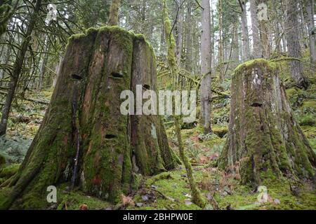 Due grandi vecchi ceppi di cedro rosso occidentale, registrati decenni fa nella foresta pluviale temperata vicino Harrison Hot Springs, British Columbia, Canada. Foto Stock