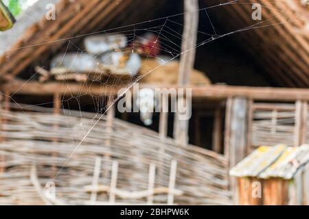 cobweb o ragnatela su pareti di sfondo con struttura in legno nell'antica casa slava Foto Stock