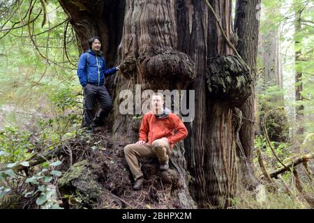 Due ambientalisti si trovano accanto ad un antico cedro rosso occidentale in una zona di tronchi attivi, Vancouver Island, British Columbia, Canada. Foto Stock