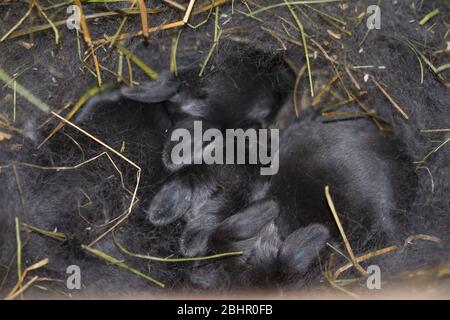 Una cucciolata neonatale di conigli di Vienna blu/ Blaues Wiener Kaninchen (Oryctolagus cuniculus forma domestica) Foto Stock