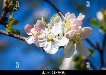Apple tree in flowering season, blossom time Foto Stock