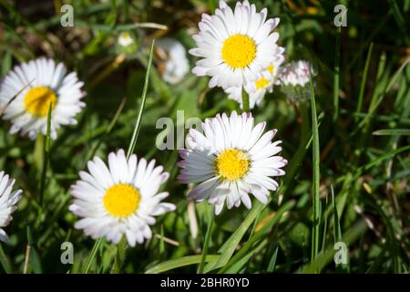 Daisy comune, Gänseblümchen (bellis perennis) Foto Stock