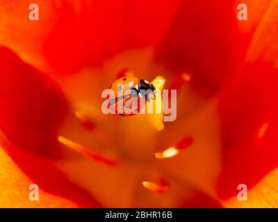 Macro di un brillante sette spot Ladybird sul pistillo giallo di un tulipano rosso arancio tutti a bagliore con retroilluminazione soleggiata. Foto Stock