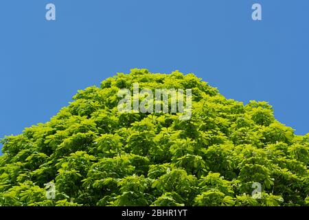 Cima dell'albero di castagno del cavallo in una giornata di sole con un cielo azzurro chiaro sfondo. Molto Hadham, Hertfordshire. REGNO UNITO Foto Stock