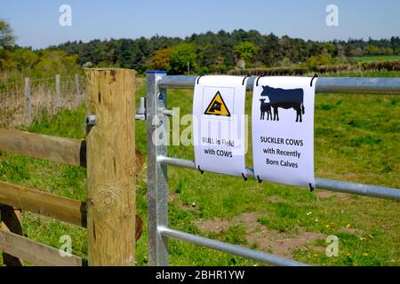 pericolo bull in campo e mucche da latte segni sul cancello fattoria, norfolk nord, inghilterra Foto Stock