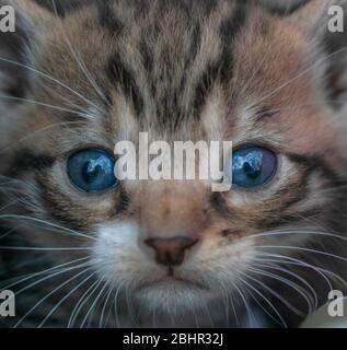 Giovane gattino faccia, primo piano, Fellis catus Foto Stock