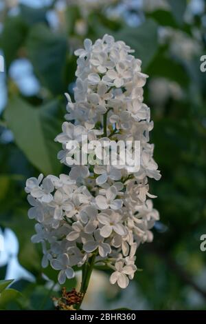 Fiori bianchi lilla, Syringa vulgaris Alba Foto Stock