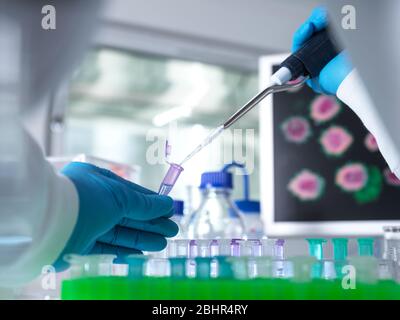 Scienziato che prepara una fiala per campioni per analisi utilizzando una pipetta in laboratorio utilizzata nella ricerca su DNA, medicina e farmacologia. Foto Stock