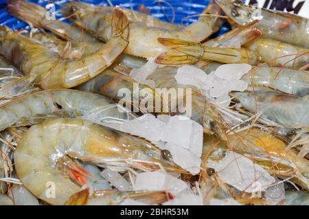 Il gamberetto gigante o gamberetti asiatici, è un crostacei marino che è ampiamente allevato per il cibo. Pesce su ghiaccio al mercato del pesce Foto Stock