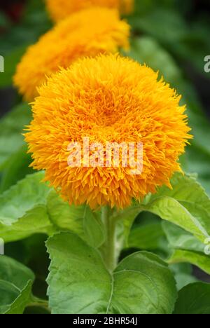 Helianthus annuus, piccoli e in vaso girasoli. nana helianthus, piccola dimensione fiore Foto Stock