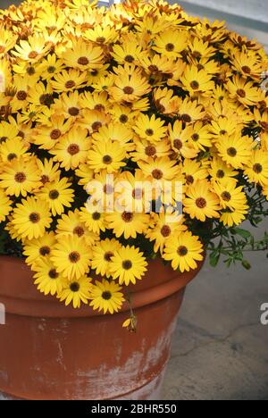 Fiori di osteospermo o di dimorphotheca arancione nel letto da fiore, fiori d'arancio. Foto Stock