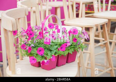 Petunia ,Petunias nel vassoio, Petunia nel vaso, petunia rosa sulla sedia di legno Foto Stock