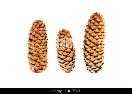 Cones abete rosso, cones conifere, cones abete, Picea abies, cones abete rosso Norvegia, cones abete rosso, cones abete rosso, cones abete rosso, cones albero, cutout, copy space, Foto Stock