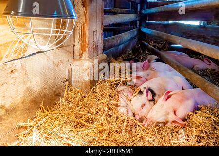 Gruppo di suinetti appena nati che dormono sotto una lampada a caldo in un'azienda agricola biologica olandese Foto Stock