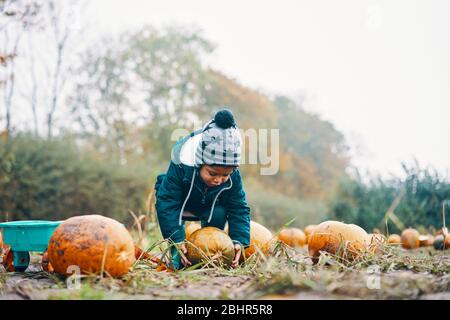 Un bambino che si piega verso il basso per raccogliere una zucca in un campo. Foto Stock