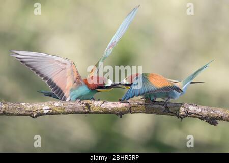 Lotta tra i mangiatori di api nella stagione di allevamento (apiaster Merops) Foto Stock