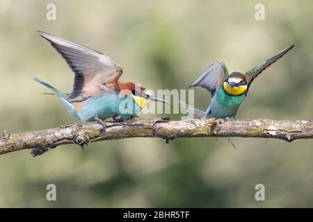 Lotta tra i mangiatori di api nella stagione di allevamento (apiaster Merops) Foto Stock