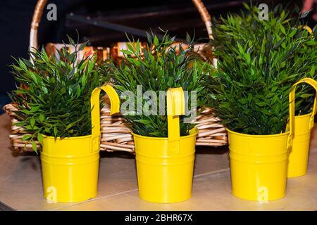 Tre vasi di fiori gialli metallici con piante verdi Foto Stock