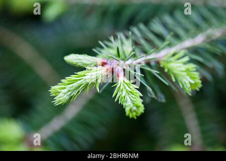 Primo piano del nuovo abete rosso di un cono di pino Foto Stock