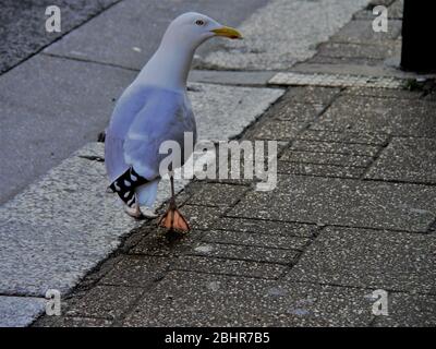 Seagull facendo una passeggiata lungo la strada principale. Foto Stock